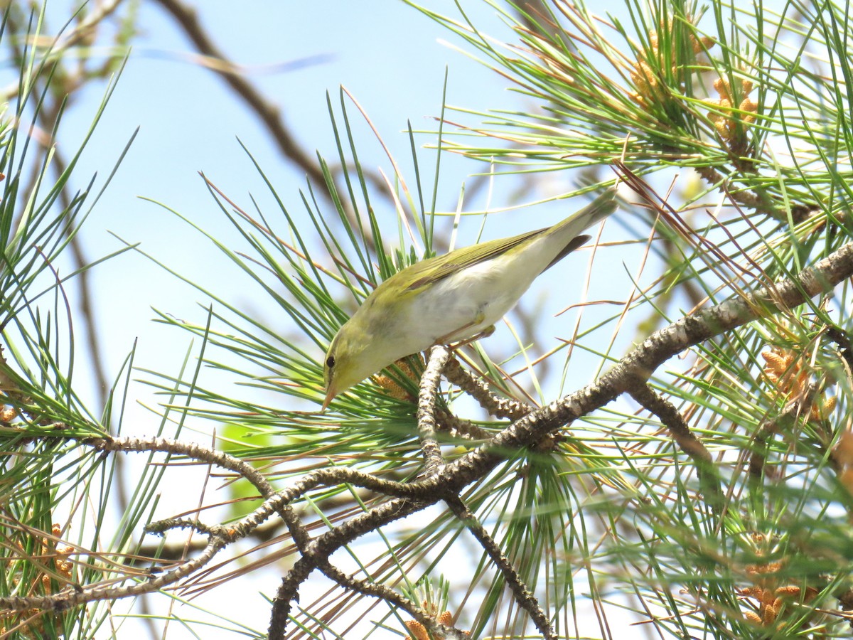 Wood Warbler - ML617921346