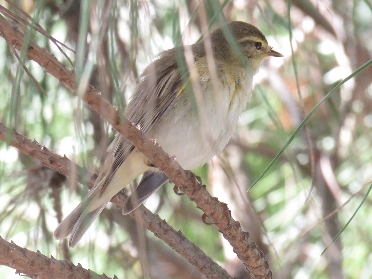 Willow Warbler - ML617921350