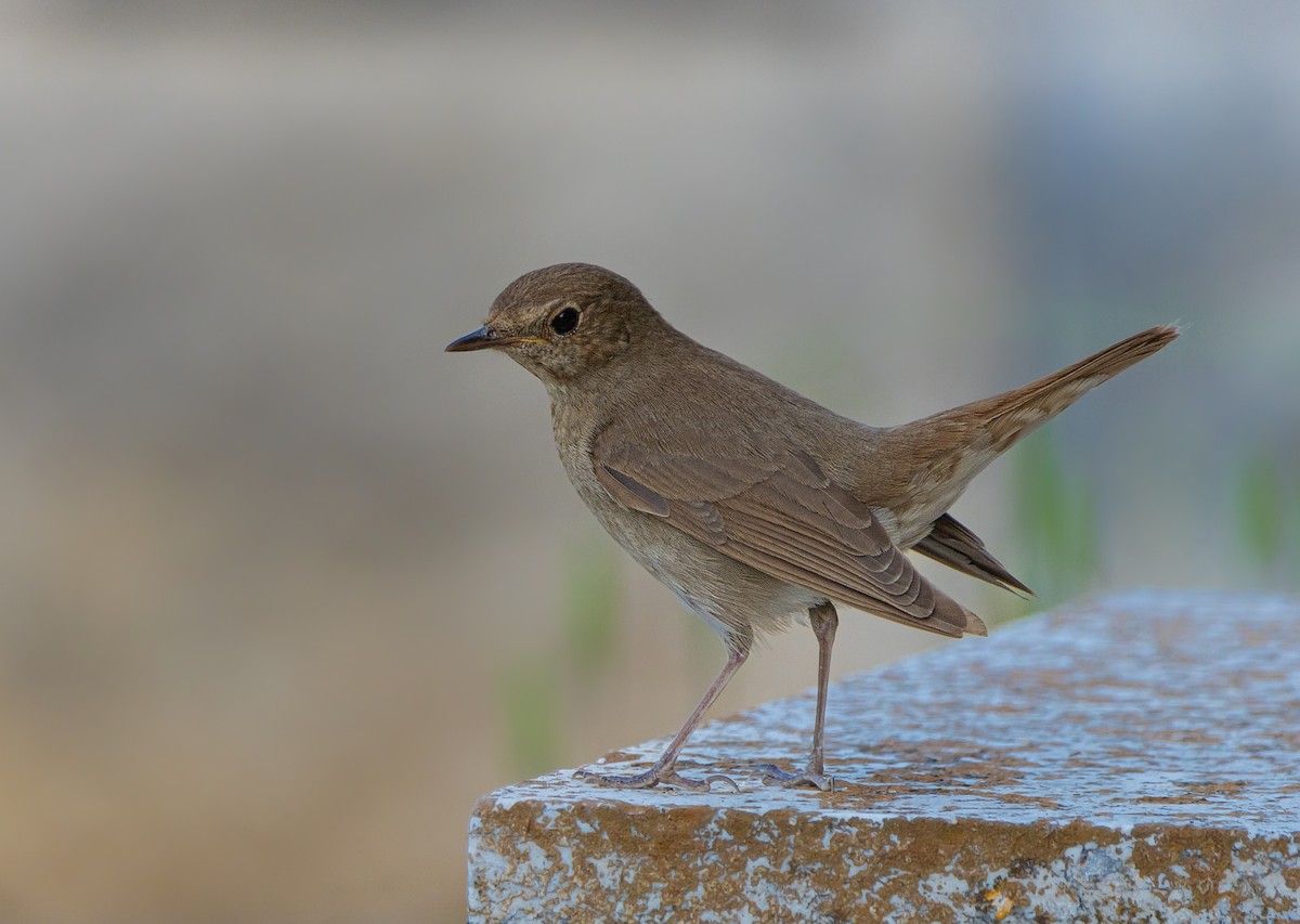 Thrush Nightingale - ML617921365