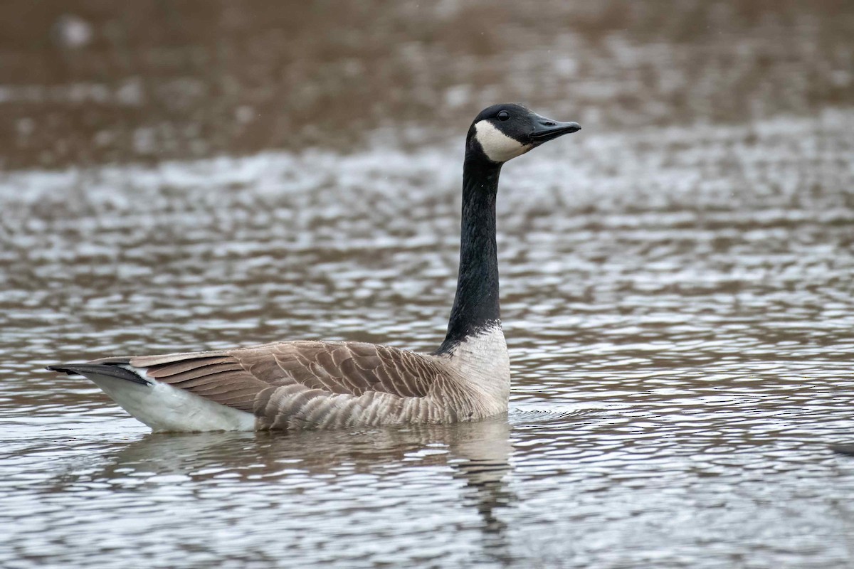 Canada Goose - ML617921488