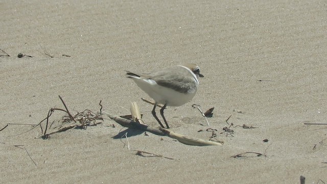 Kentish Plover - ML617921521