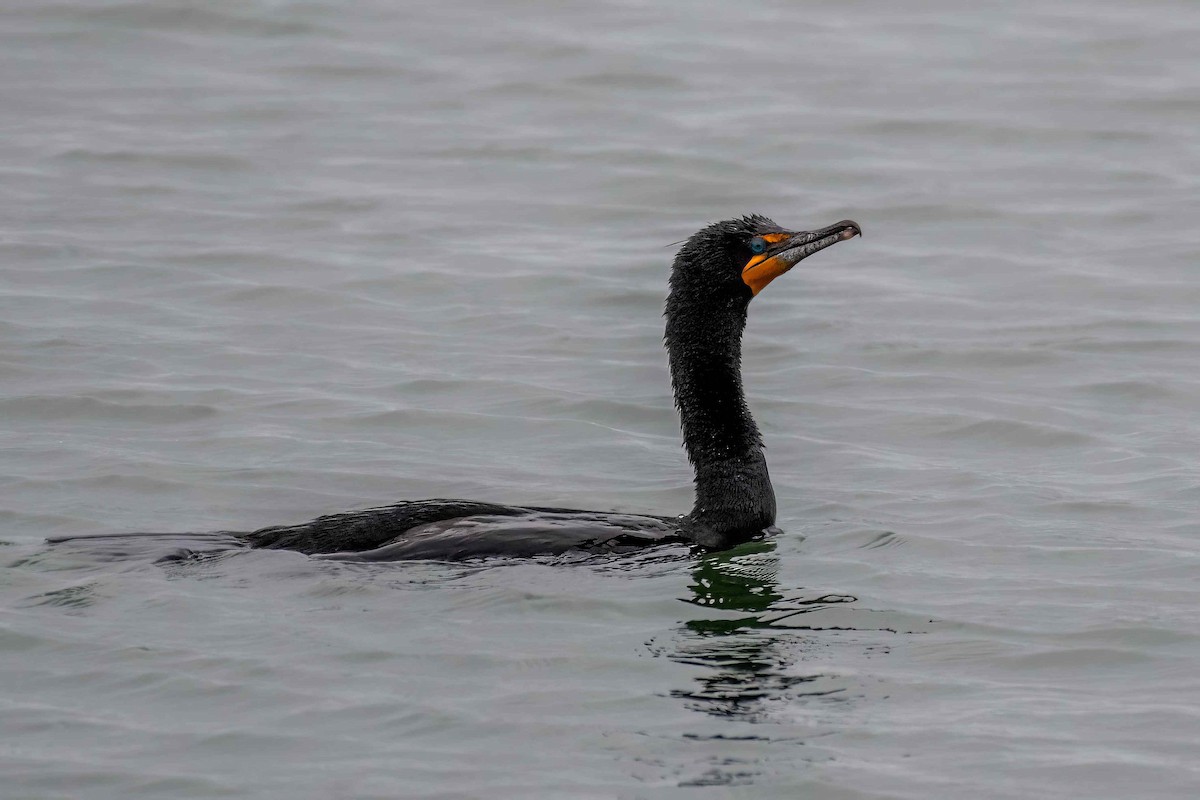 Cormoran à aigrettes - ML617921526