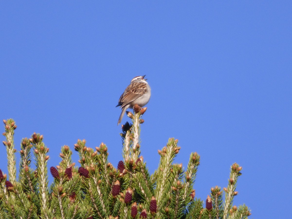 Chipping Sparrow - ML617921528