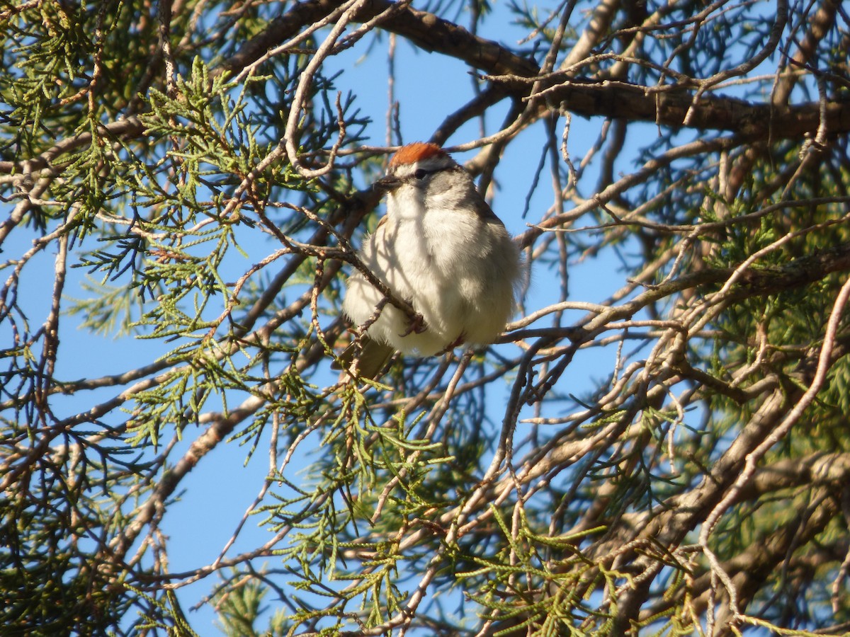 Chipping Sparrow - ML617921529