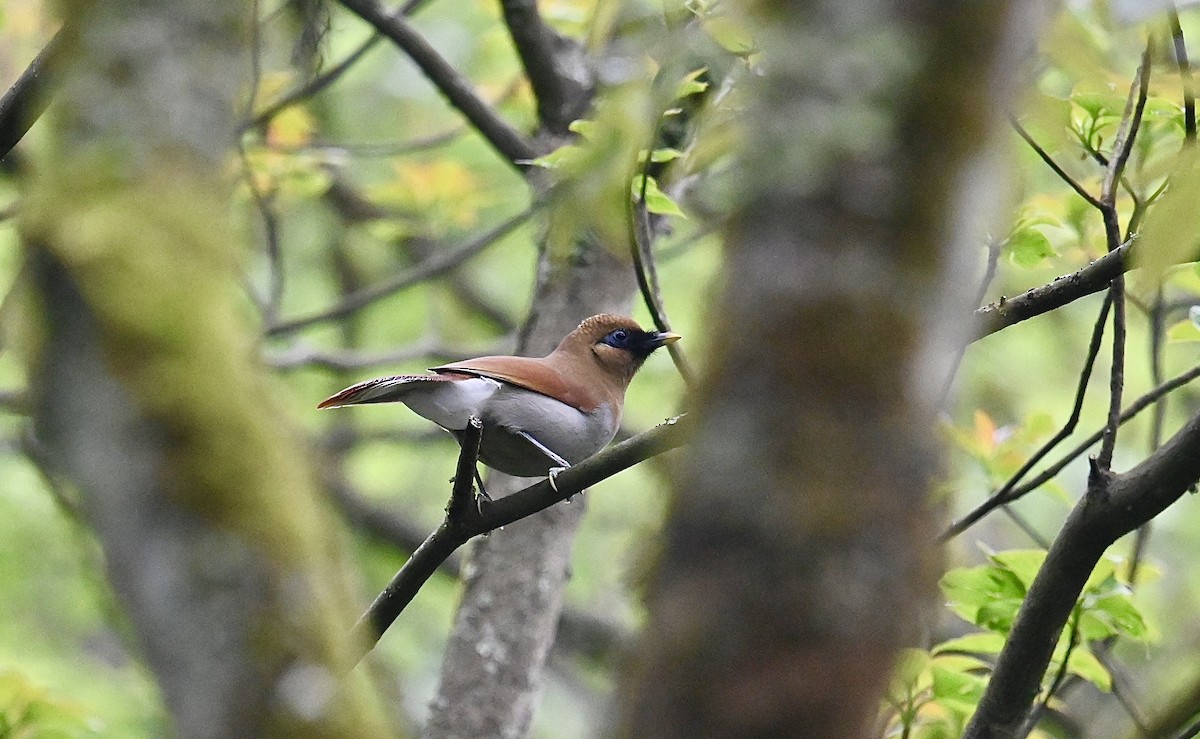 Buffy Laughingthrush - ML617921550