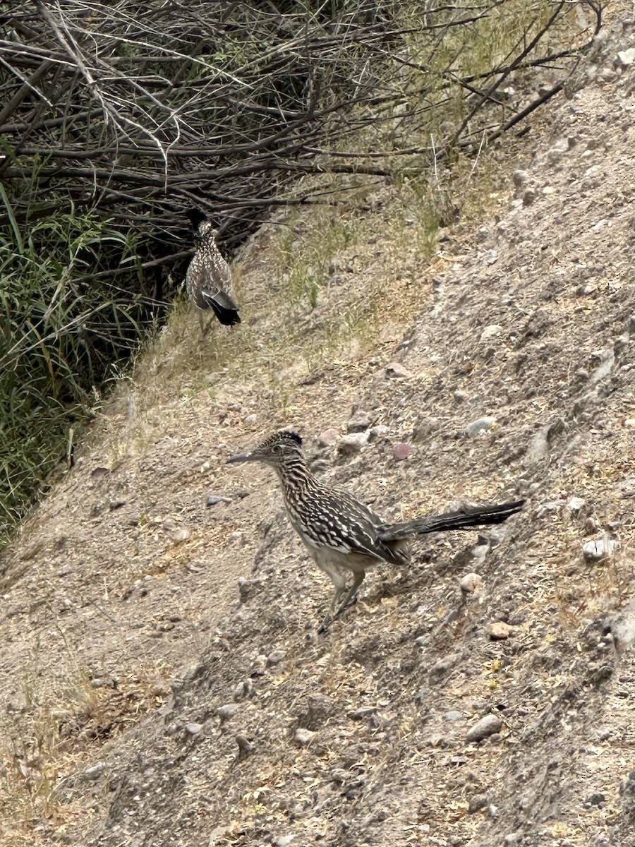 Greater Roadrunner - ML617921552