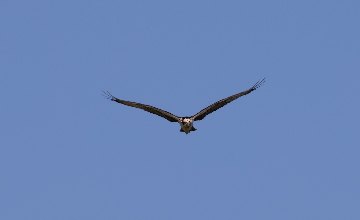 Águila Pescadora - ML617921557