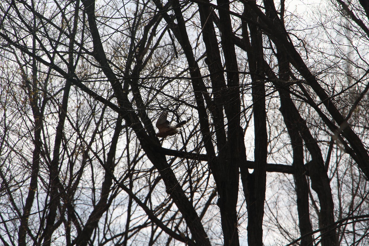 Cooper's Hawk - ML617921558