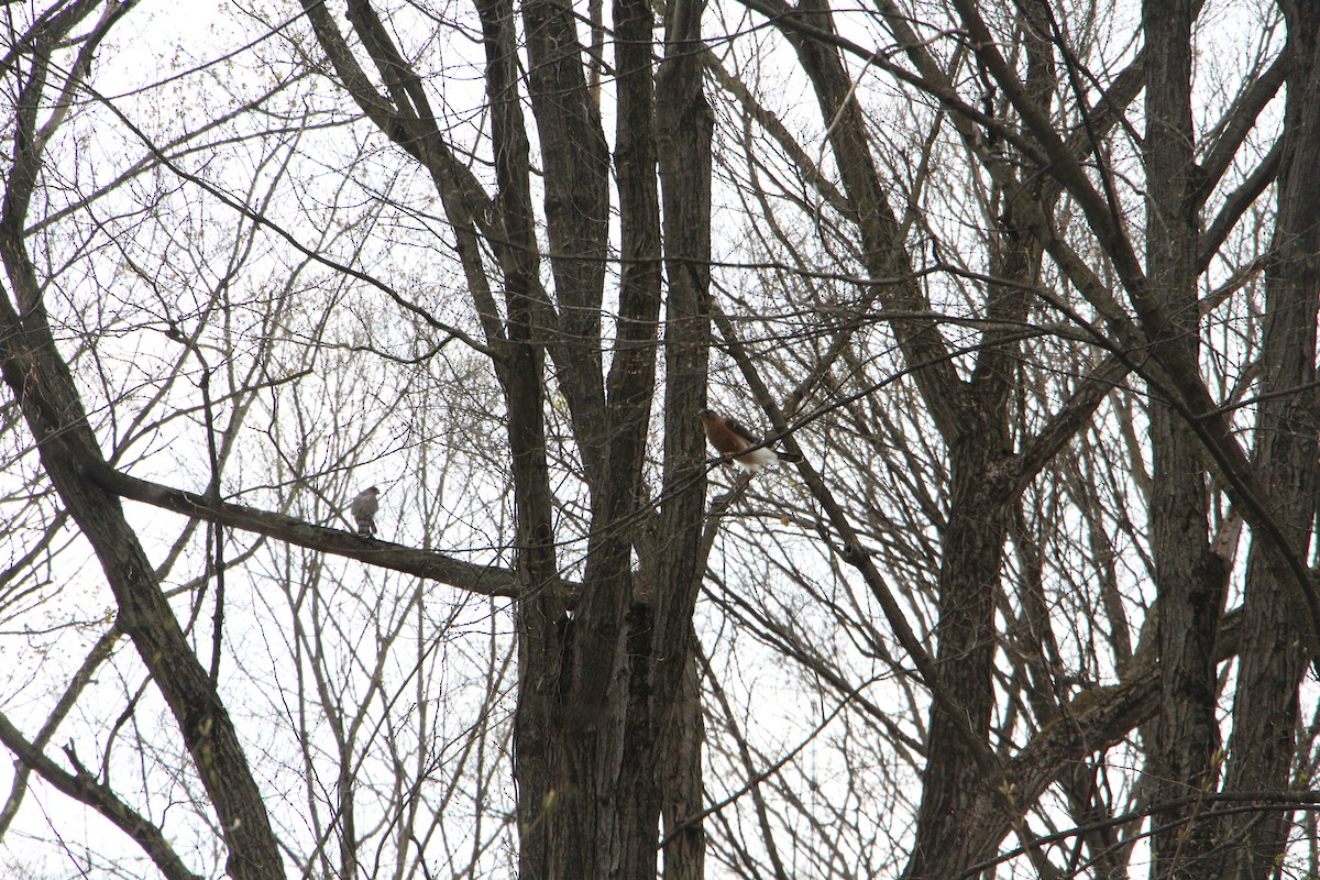 Cooper's Hawk - ML617921560