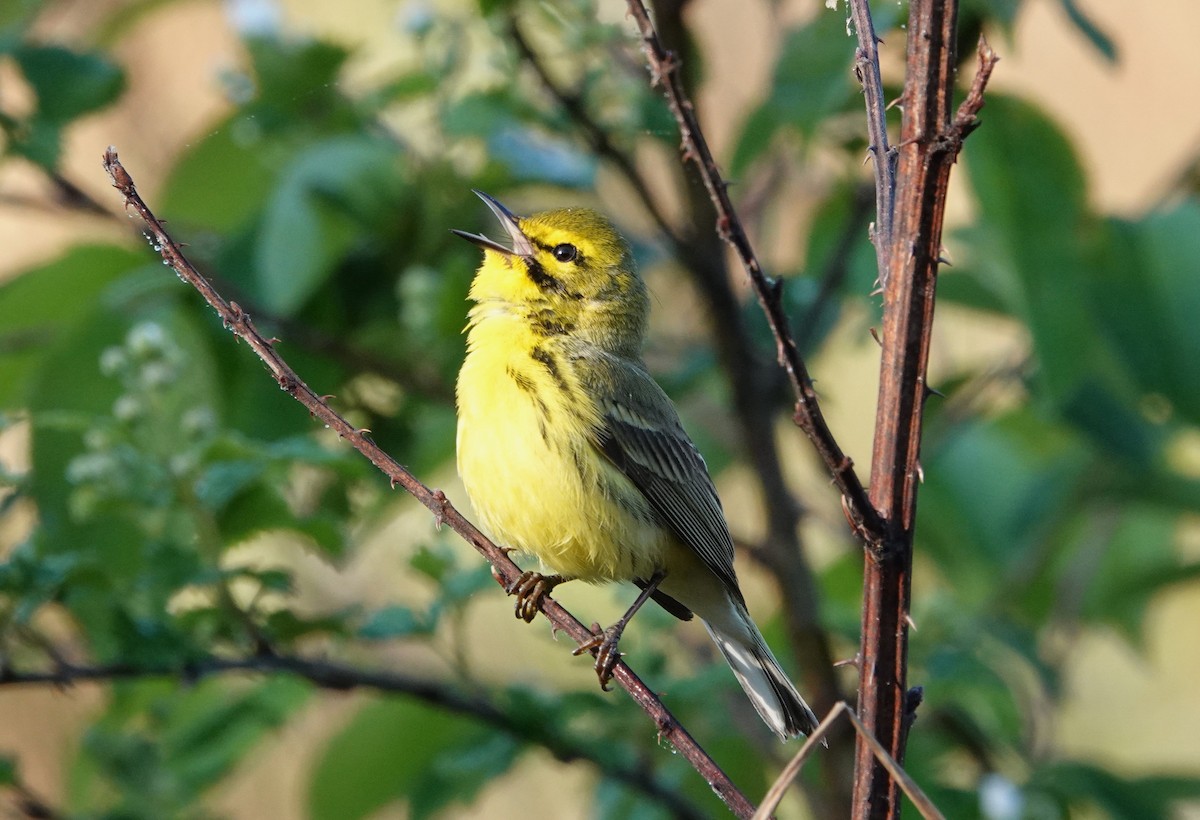 Prairie Warbler - ML617921592