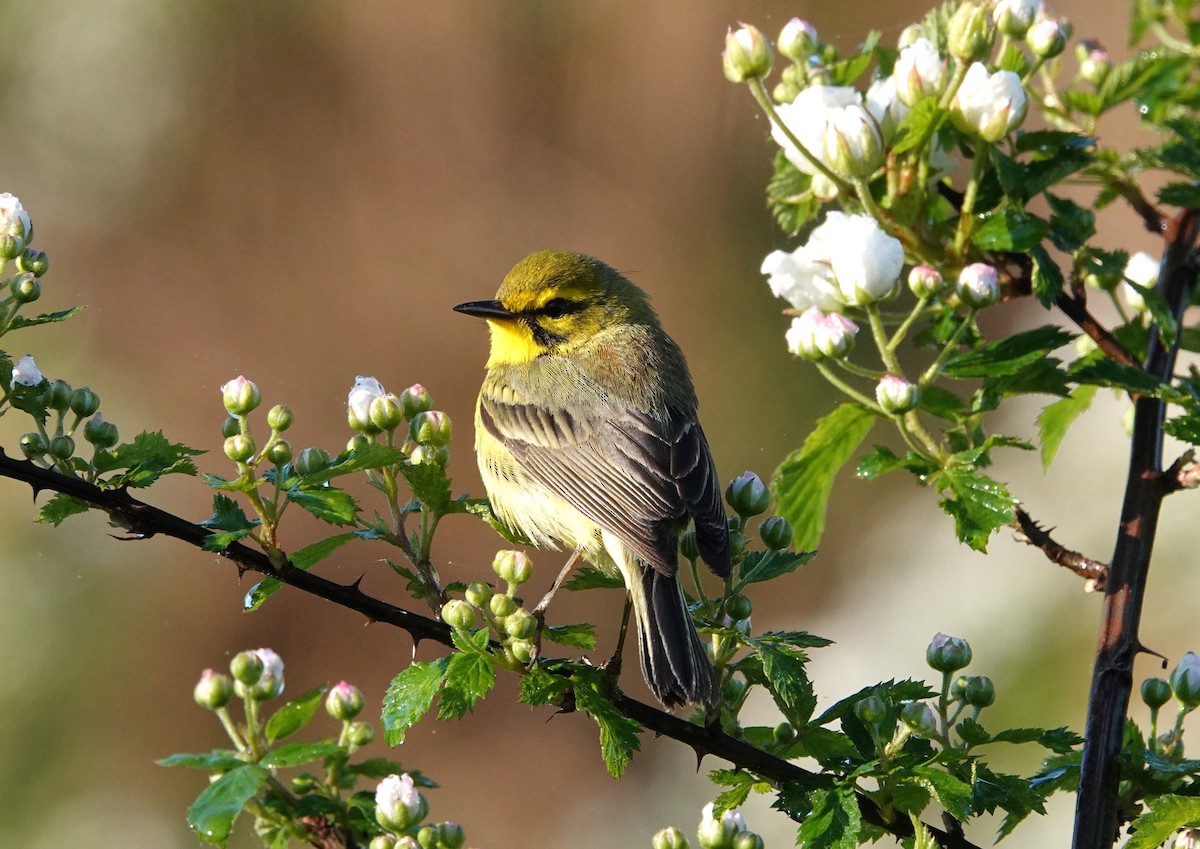 Prairie Warbler - ML617921603