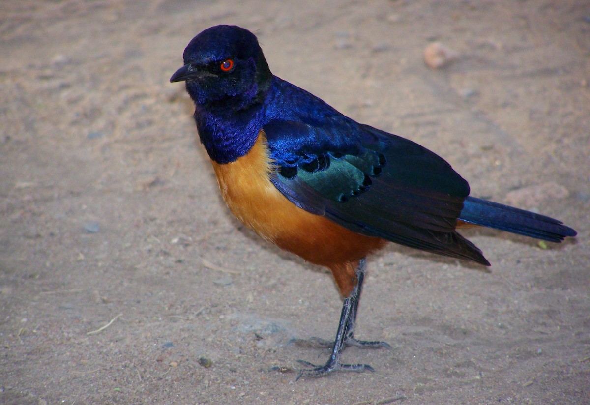 Hildebrandt's Starling - ML617921658