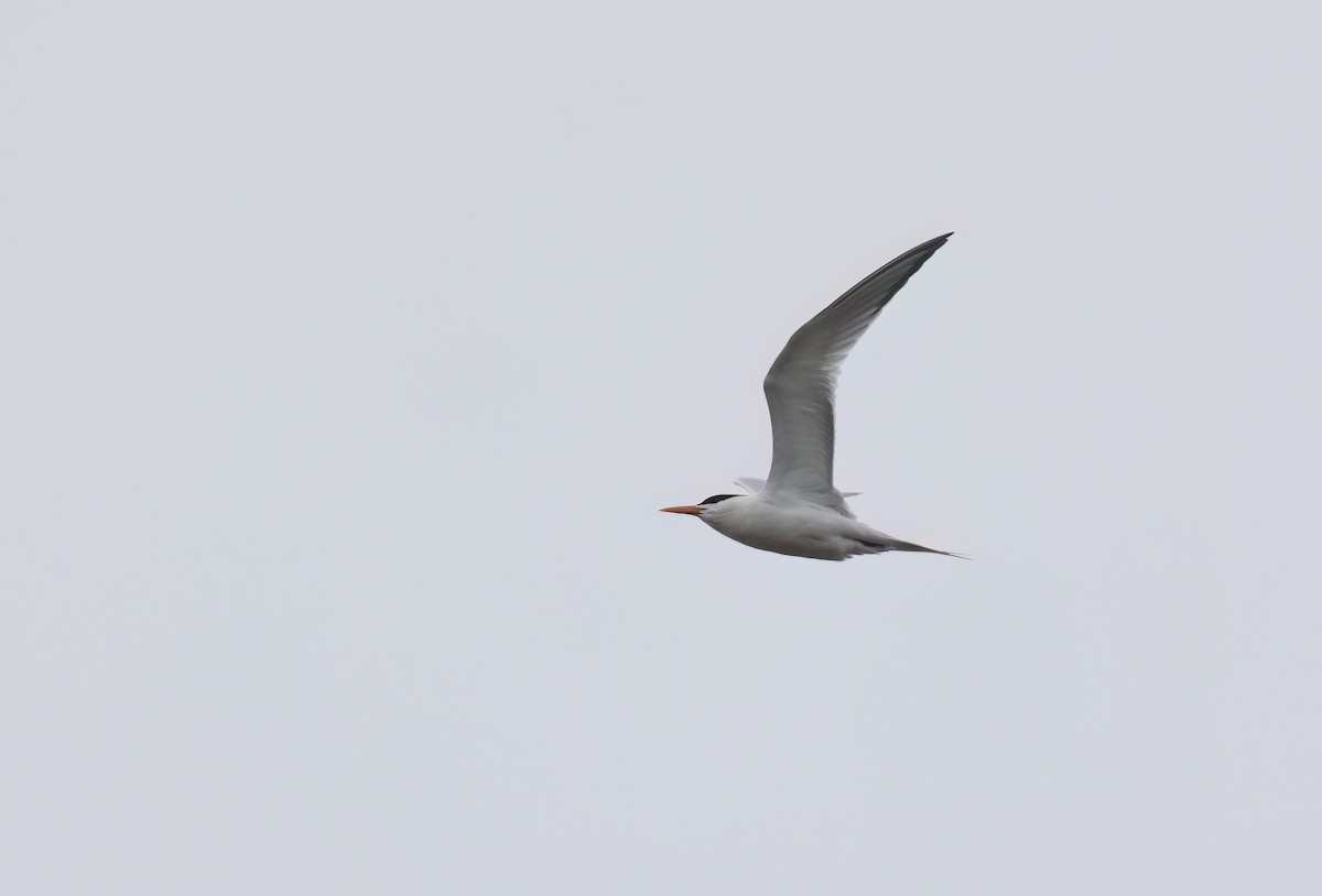 Royal Tern - Cristina Avila