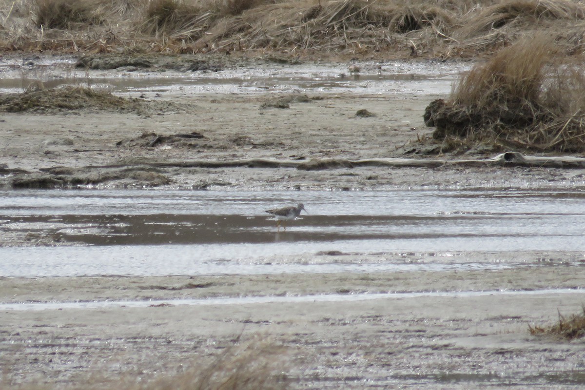 Lesser Yellowlegs - ML617921728