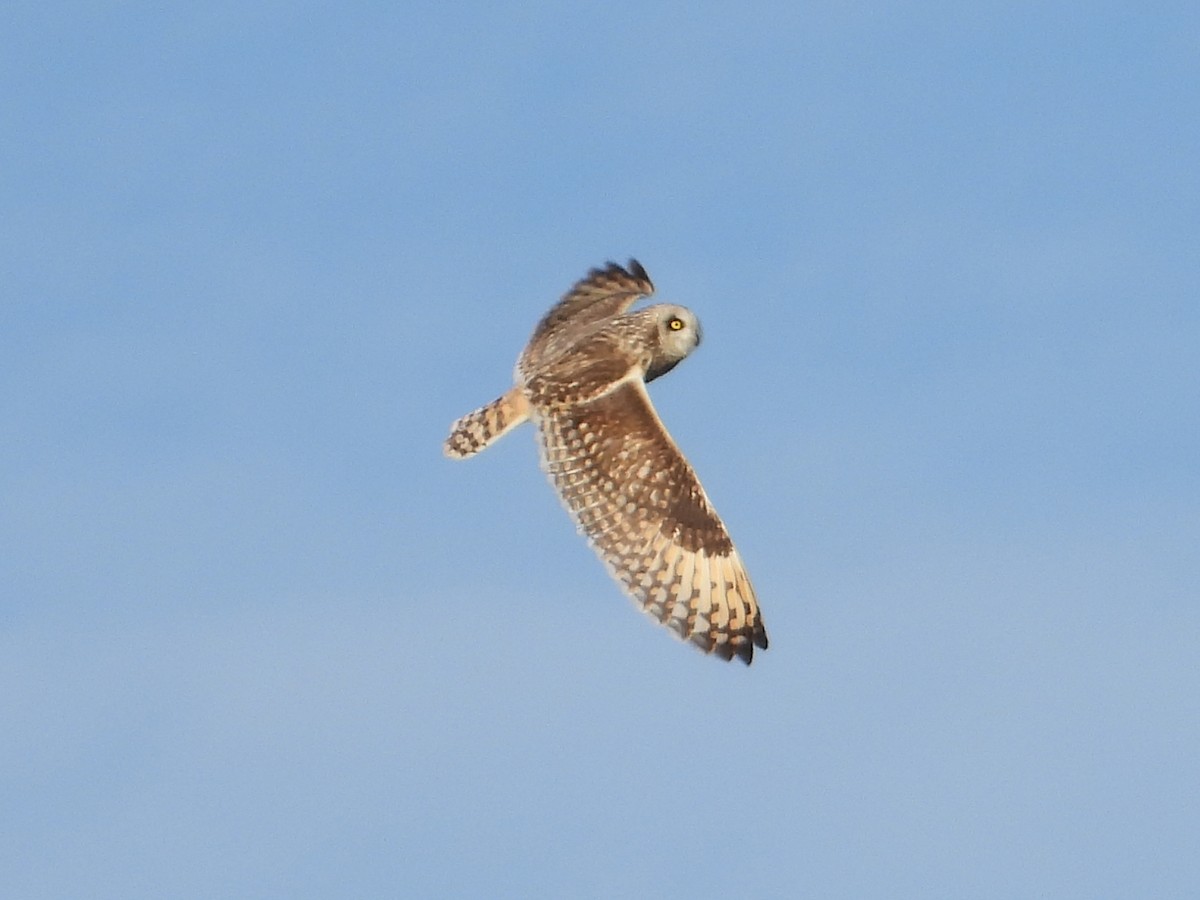 Short-eared Owl - Eric Howe