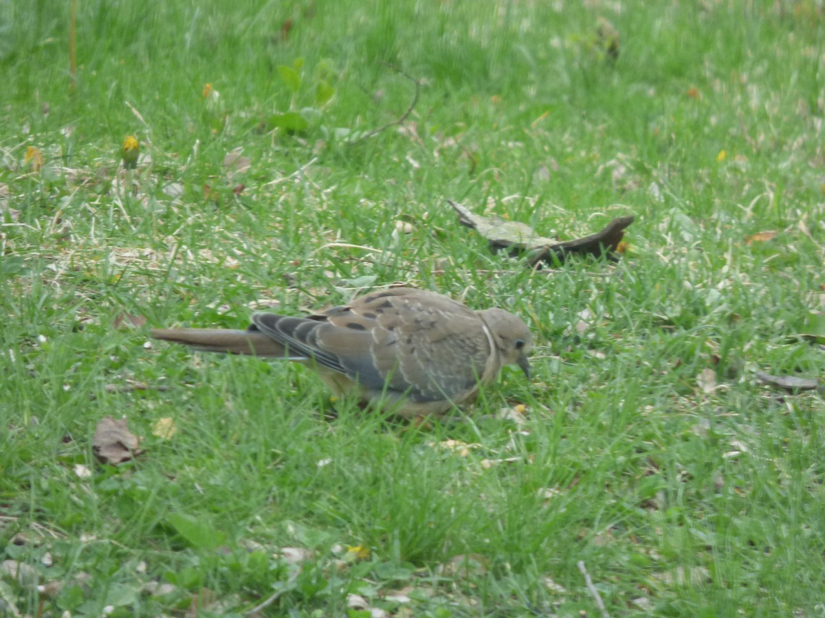 Mourning Dove - ML617921845