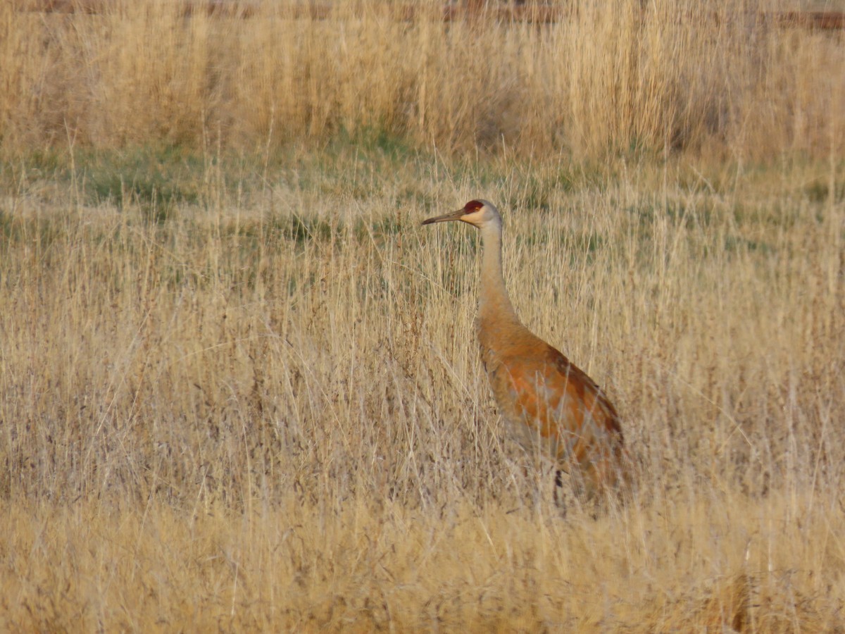 Sandhill Crane - ML617921853