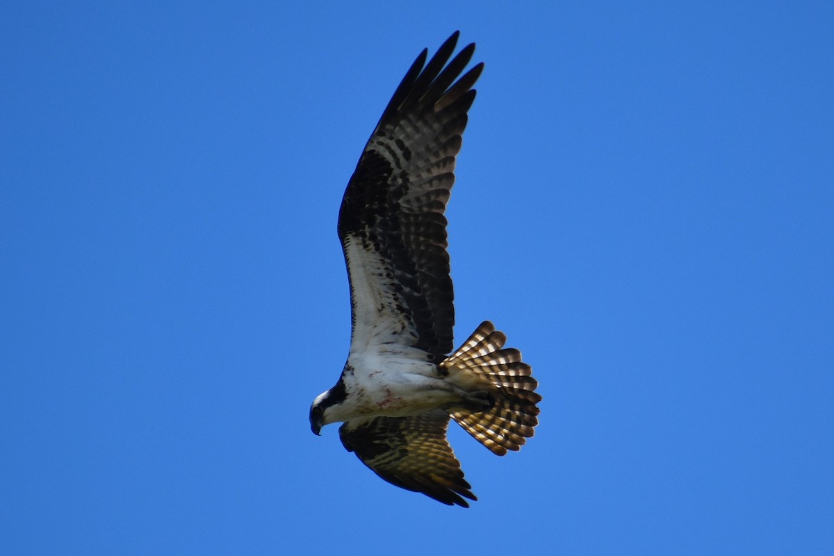 Osprey - ML617921934