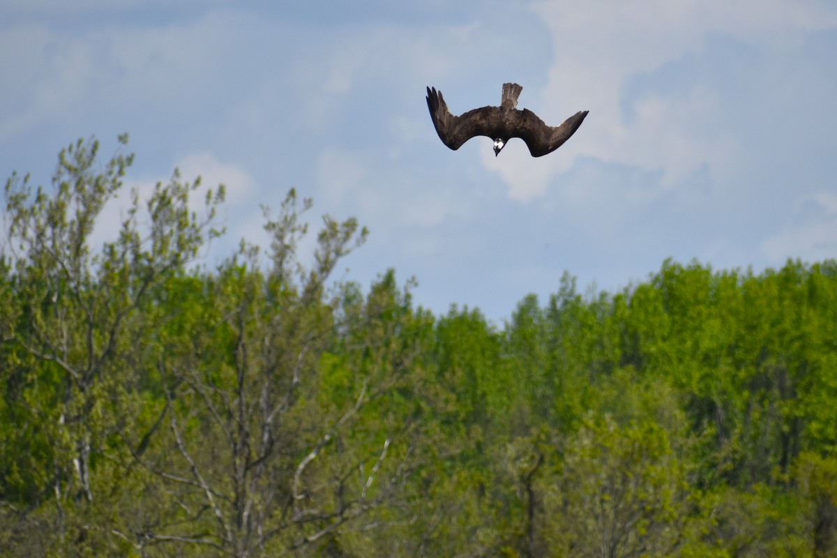 Osprey - ML617921935