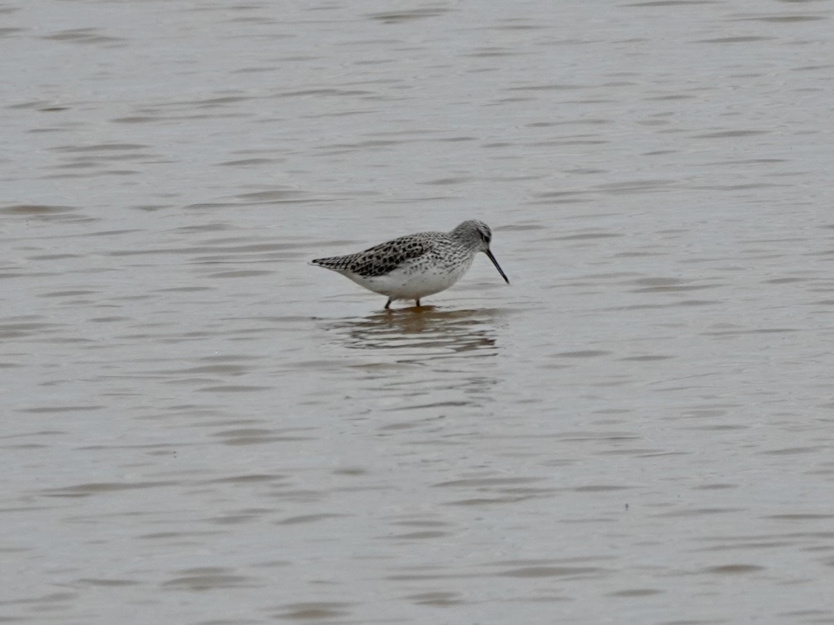 Marsh Sandpiper - ML617921942