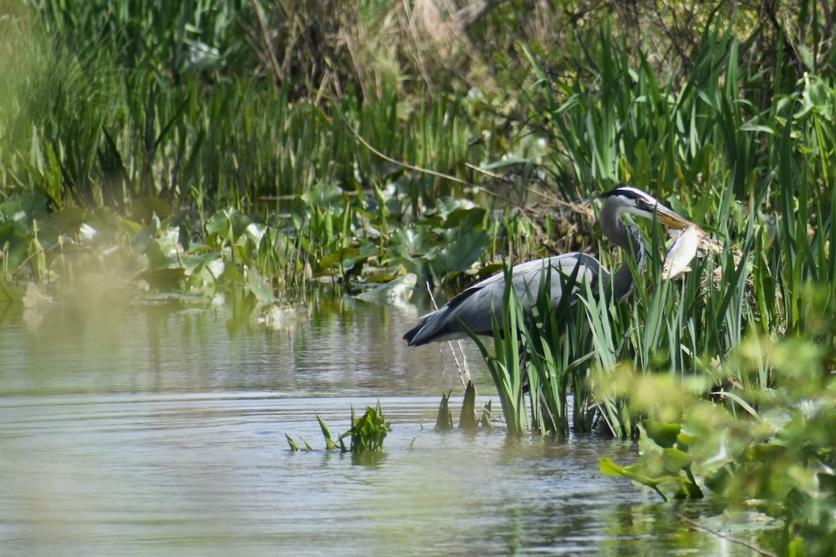 Great Blue Heron - ML617921958