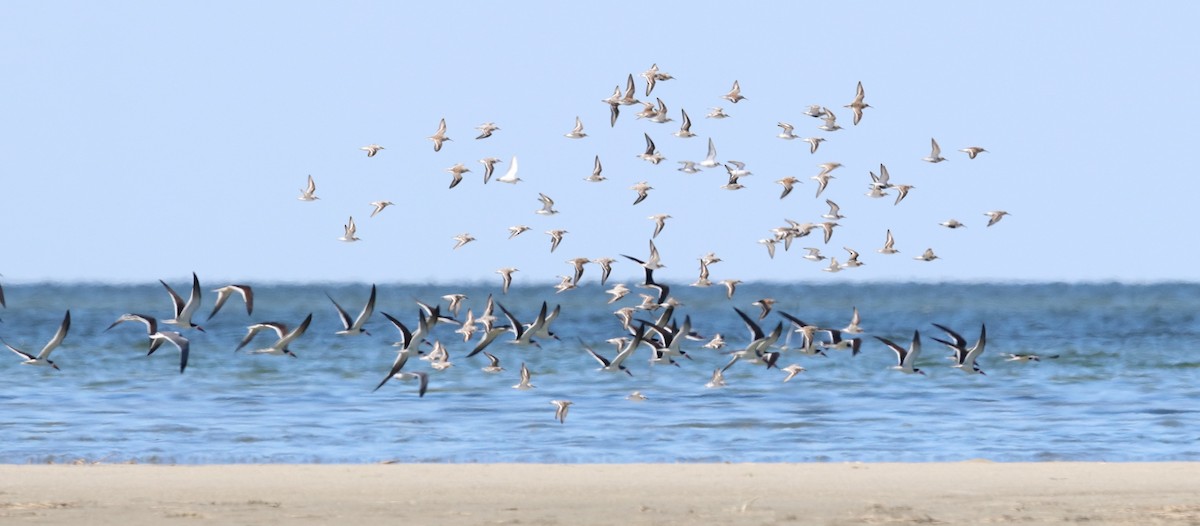 Black Skimmer - Matt Conn