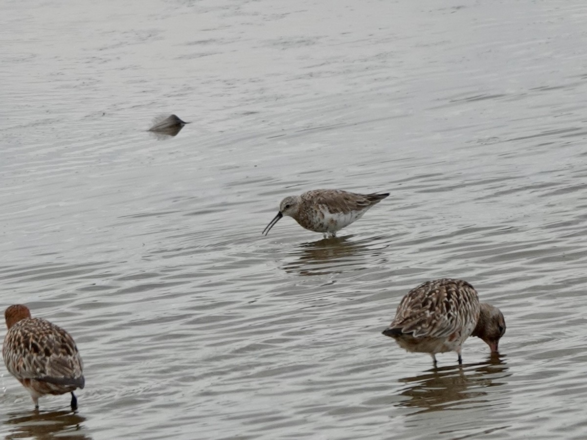 Curlew Sandpiper - ML617922012