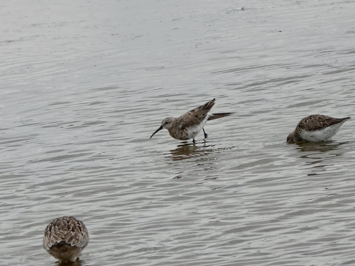 Curlew Sandpiper - ML617922013