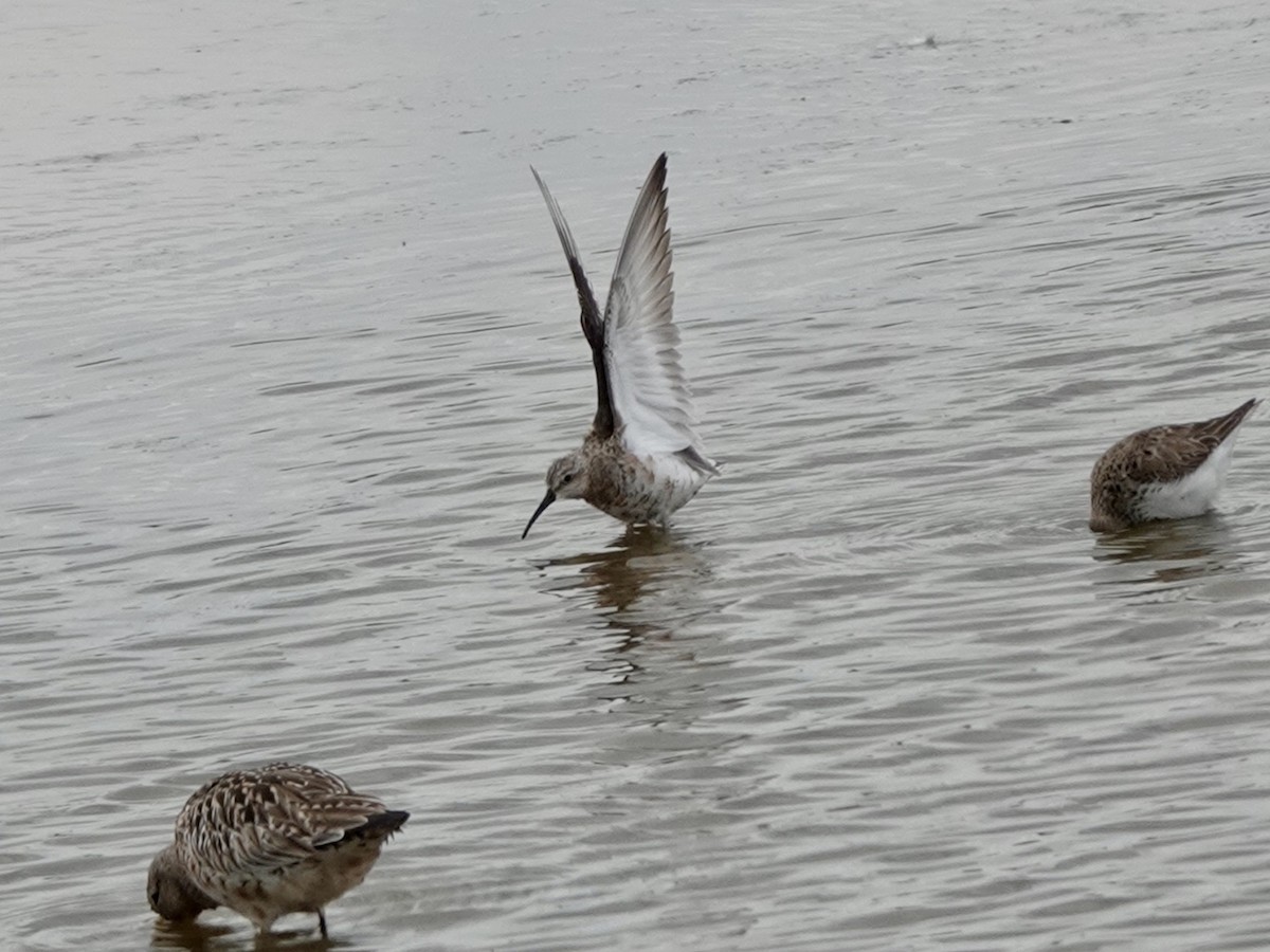 Curlew Sandpiper - ML617922014