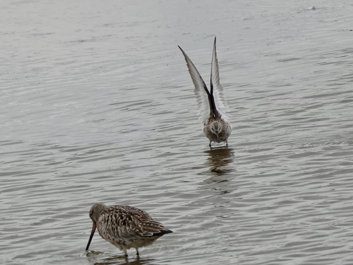 Curlew Sandpiper - ML617922015