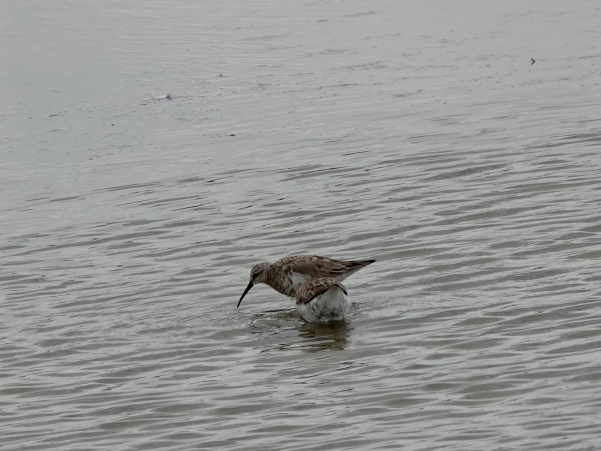 Curlew Sandpiper - ML617922018