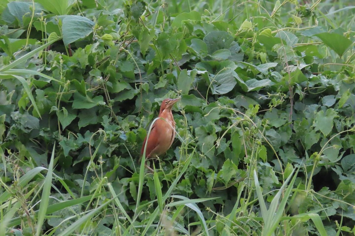 Рыжий волчок - ML617922041