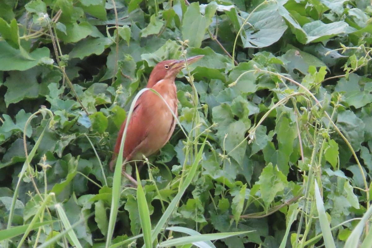 Рыжий волчок - ML617922047
