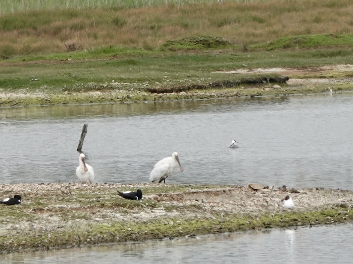 Eurasian Spoonbill - ML617922087