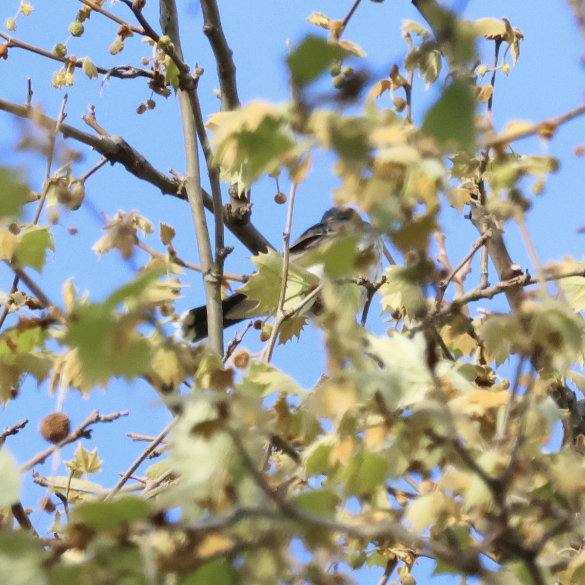 Eastern Kingbird - ML617922110