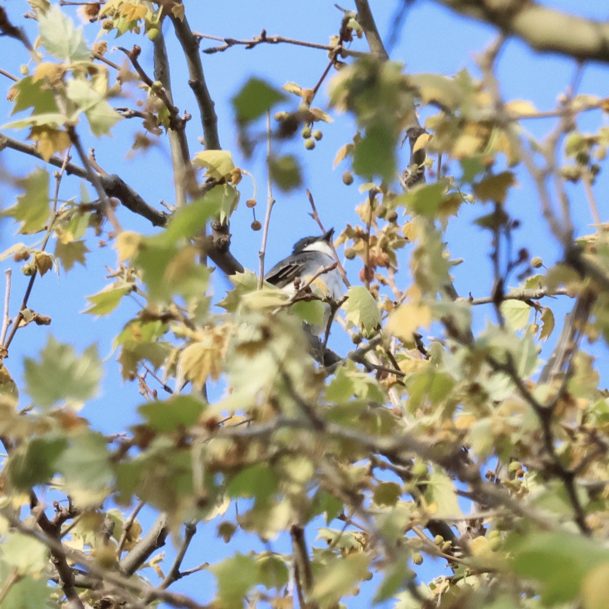 Eastern Kingbird - ML617922112