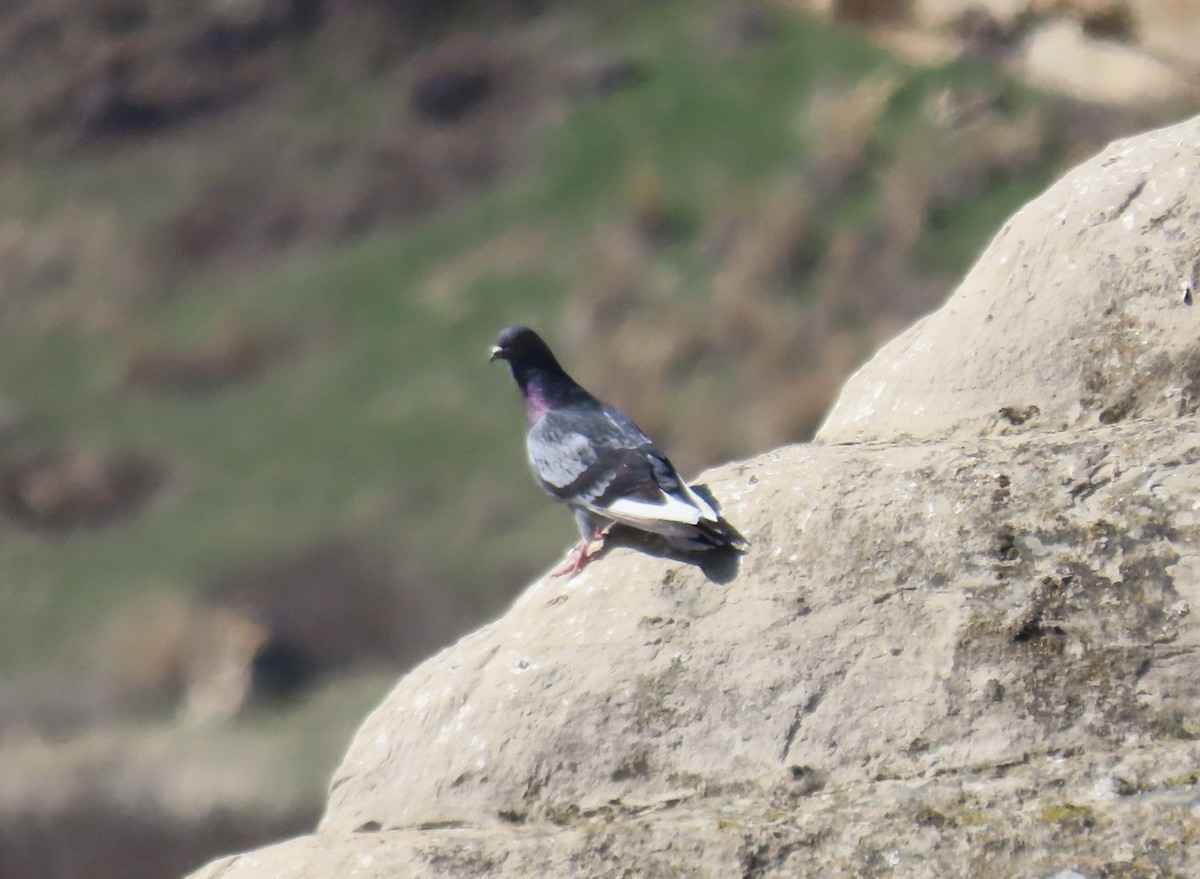 Rock Pigeon (Feral Pigeon) - ML617922165