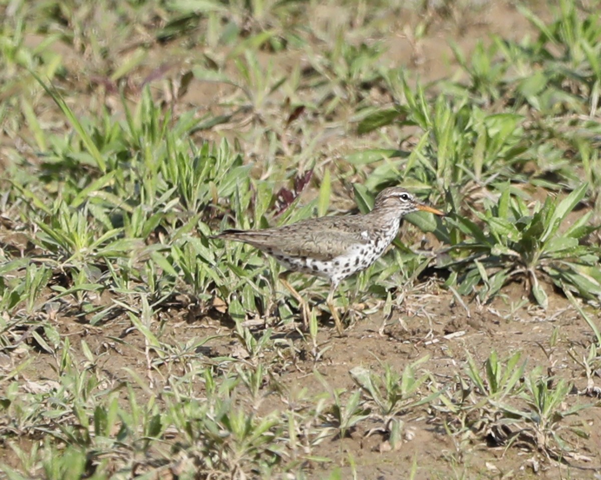 Spotted Sandpiper - Susan Burkhart