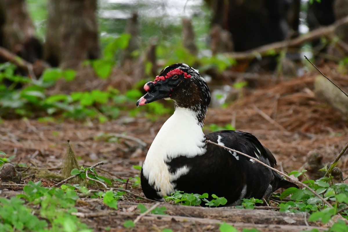 Muscovy Duck (Domestic type) - ML617922183