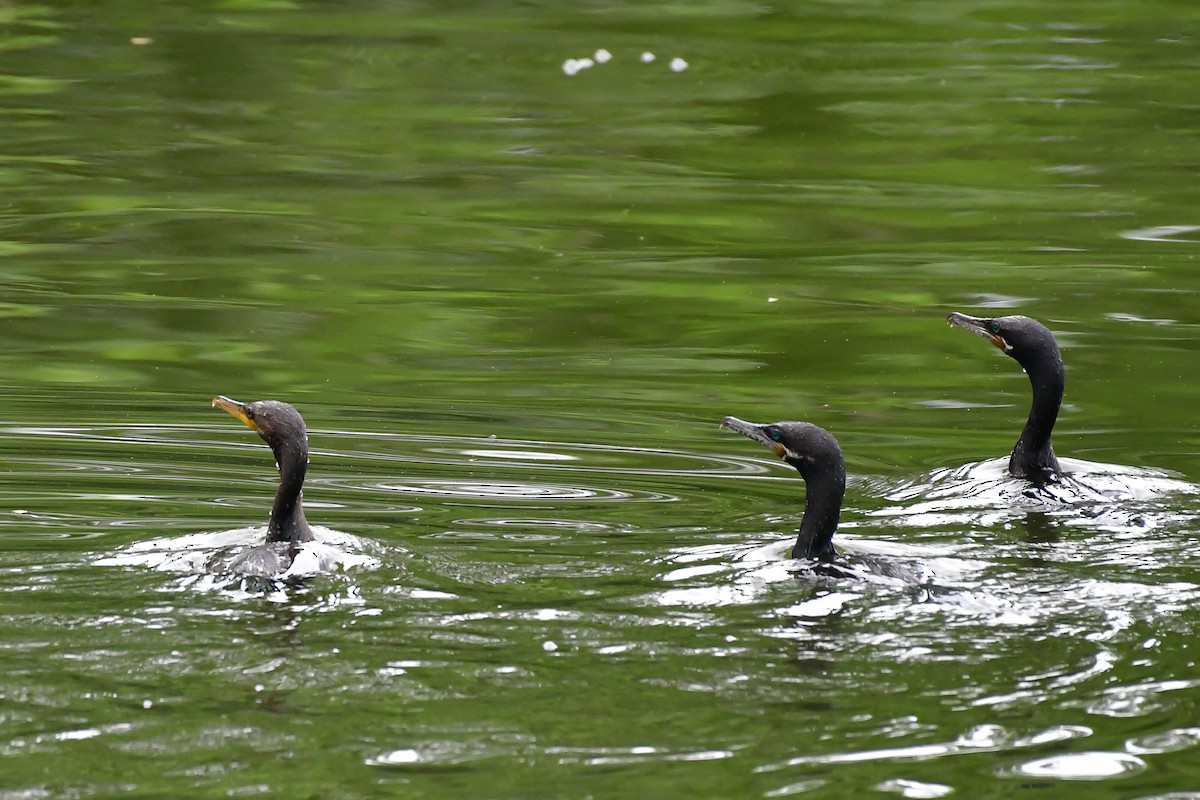 Neotropic Cormorant - Cristine Van Dyke