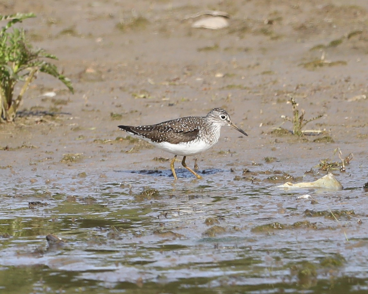 Solitary Sandpiper - Susan Burkhart