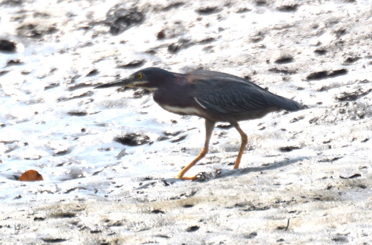 Green Heron - ML617922204