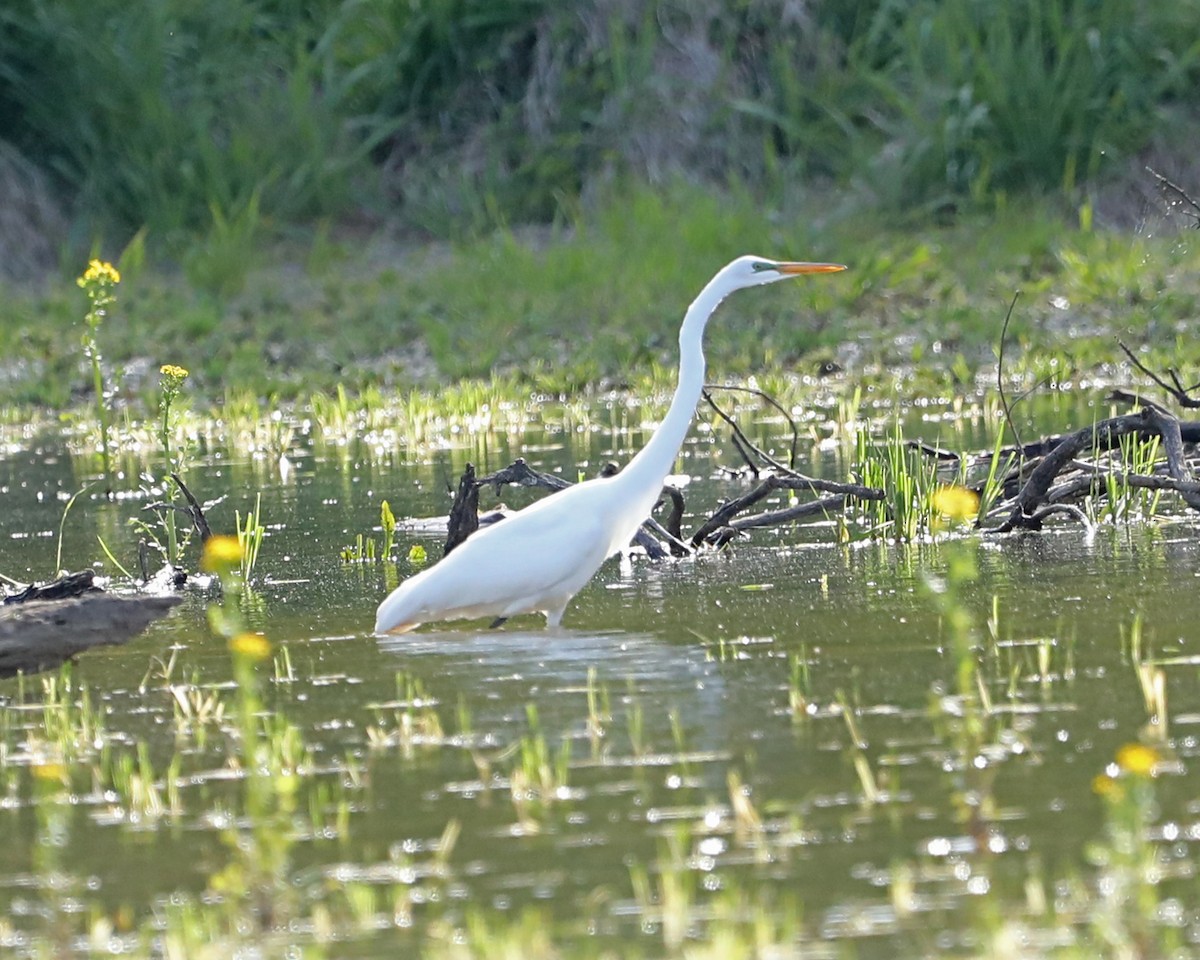 Great Egret - Susan Burkhart