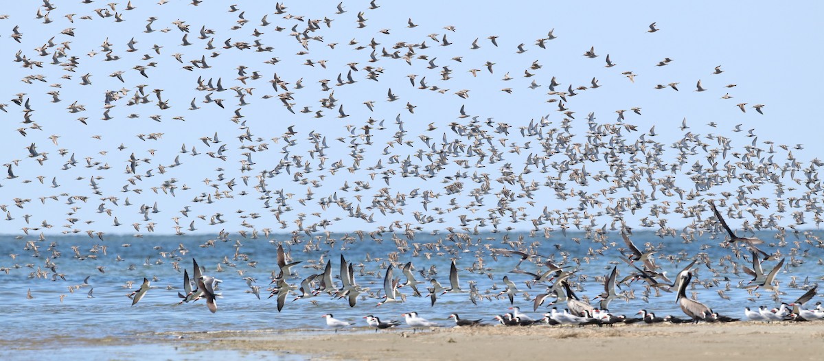 Black Skimmer - ML617922231