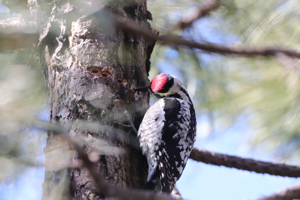 Yellow-bellied Sapsucker - ML617922258