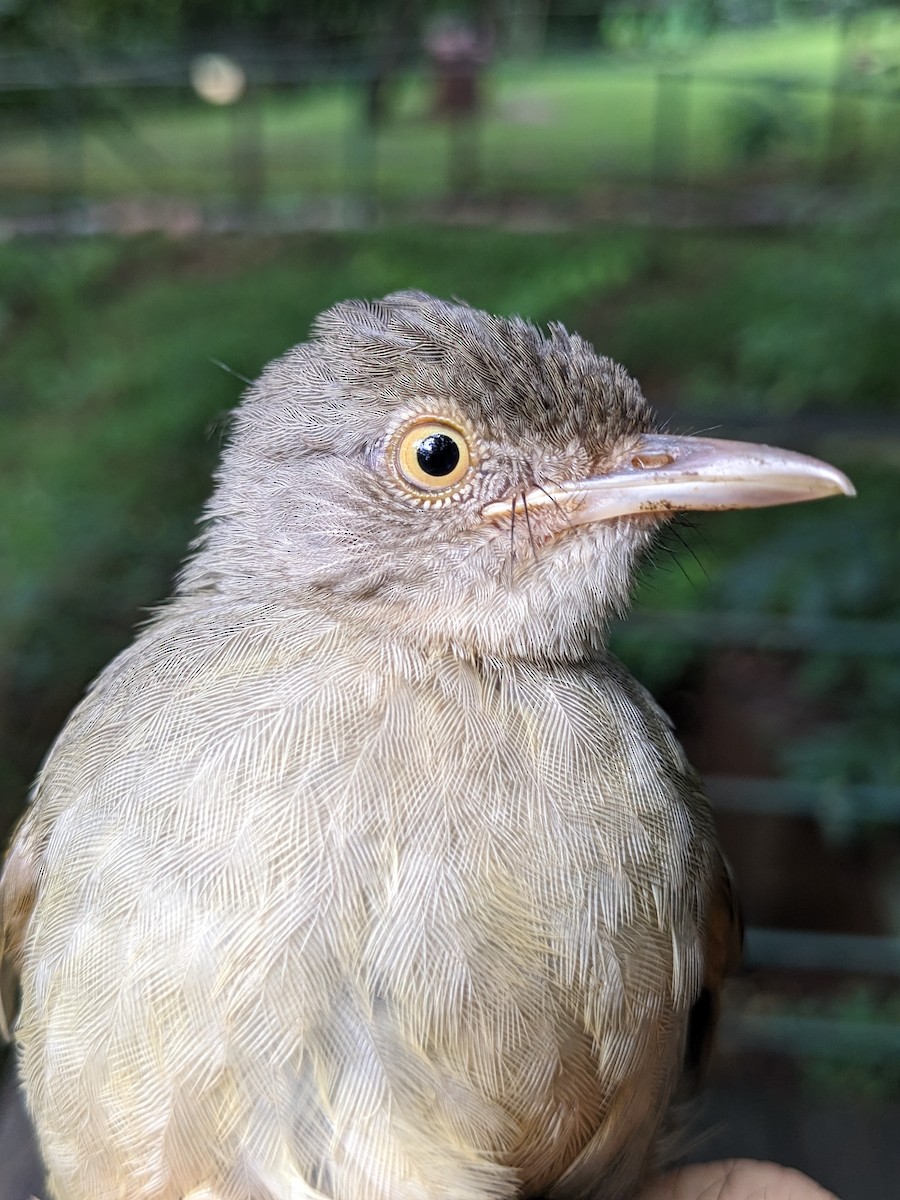 Bulbul Verdioliva - ML617922263