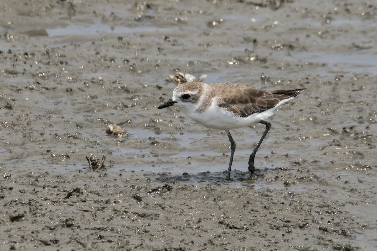 Tibetan Sand-Plover - ML617922266