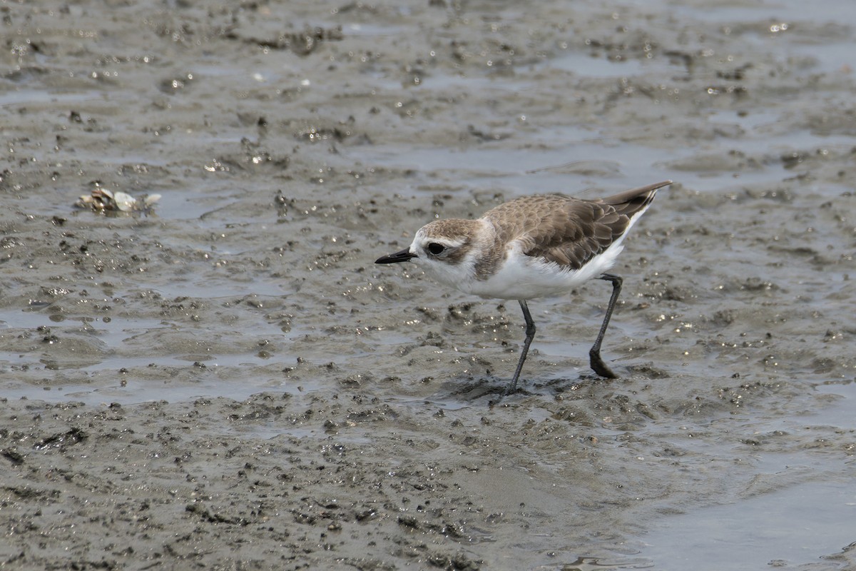 Tibetan Sand-Plover - ML617922267