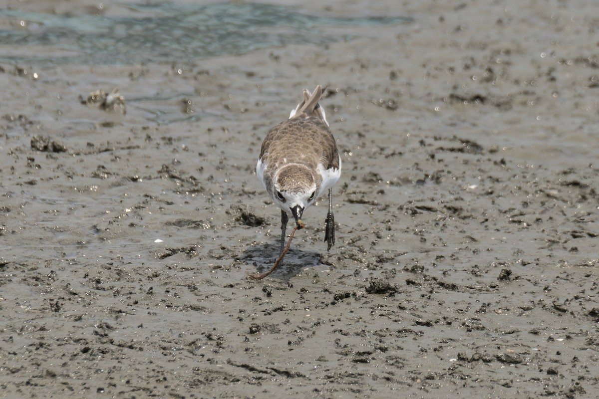 Tibetan Sand-Plover - ML617922270