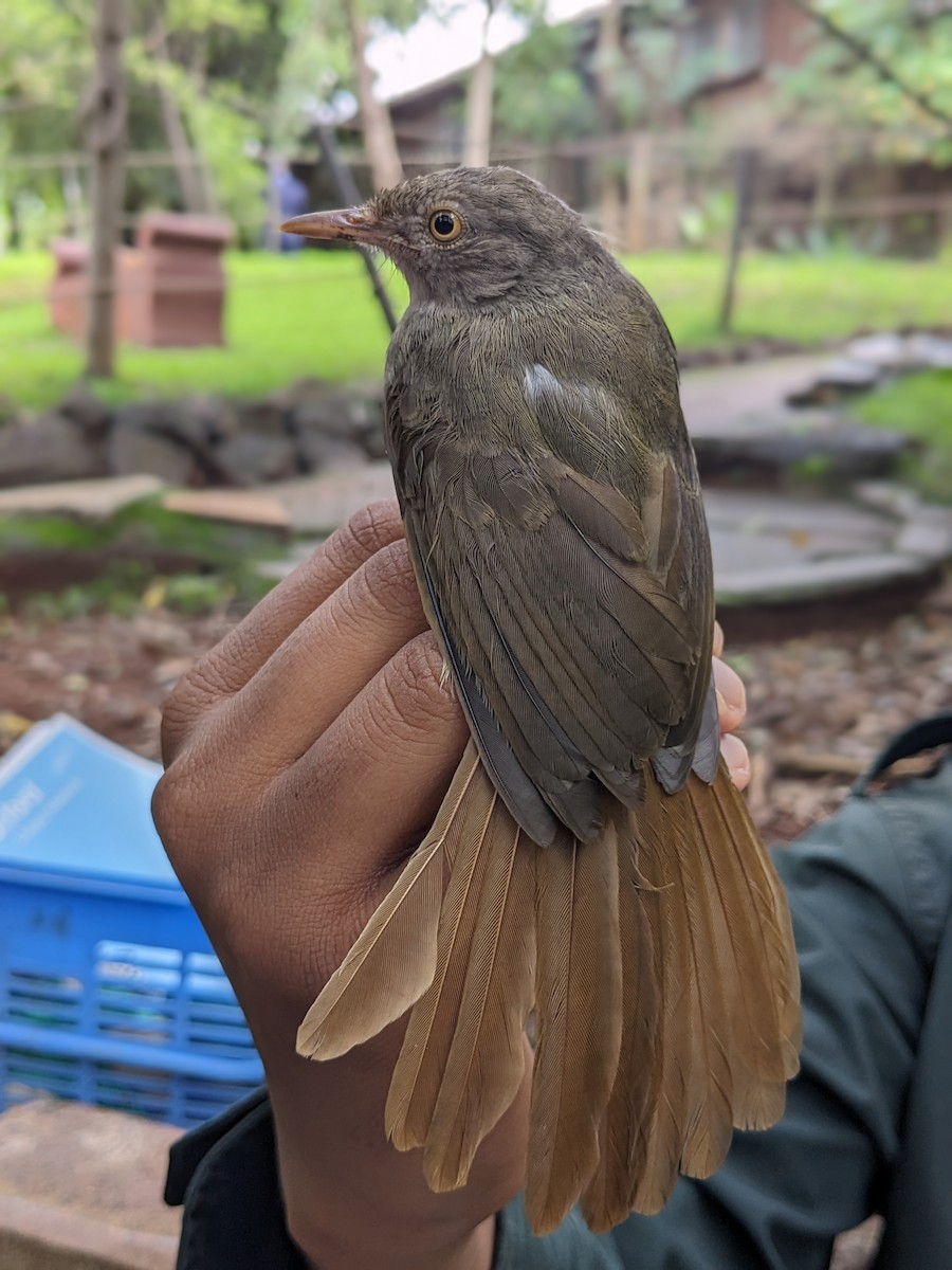 Gray-olive Greenbul - Adrian Hinkle